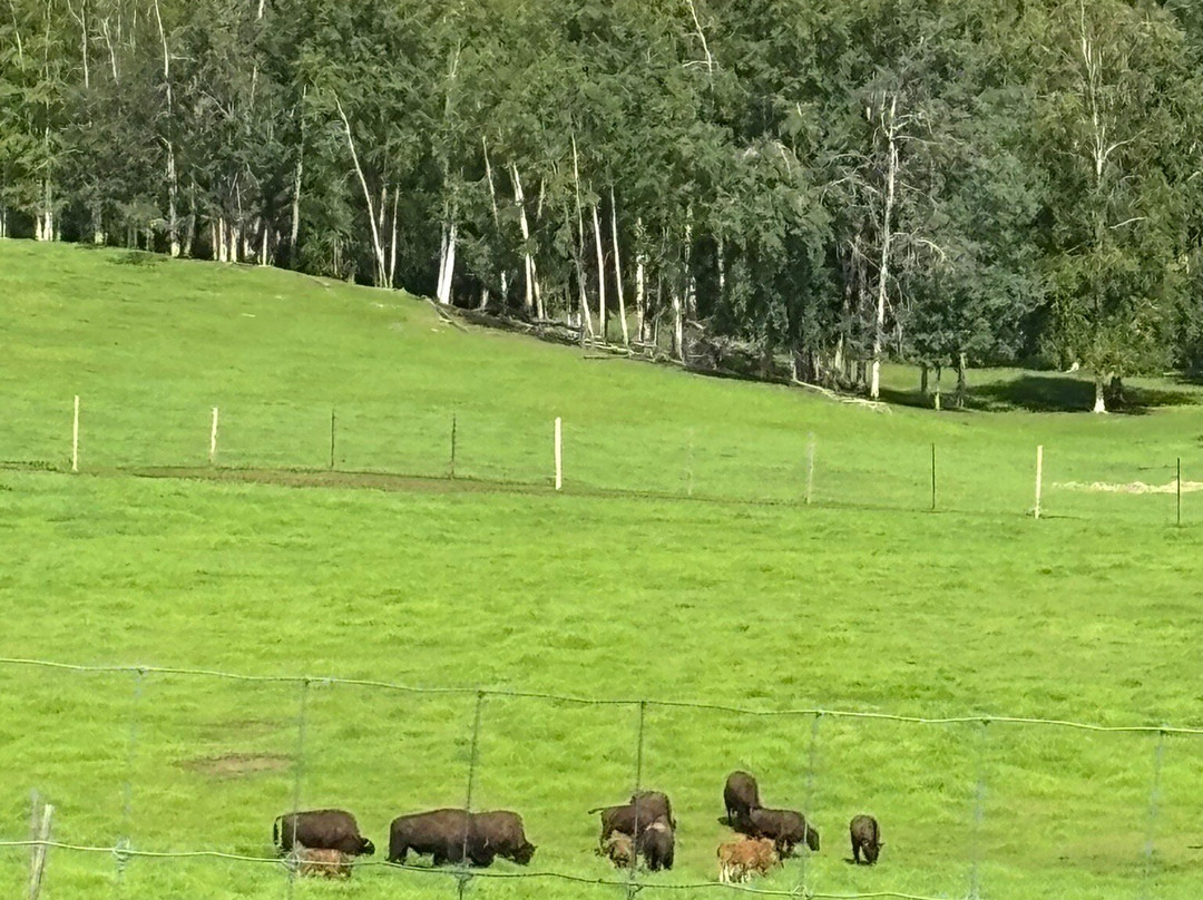 Large Animal Research Station-费尔班克斯必去景点