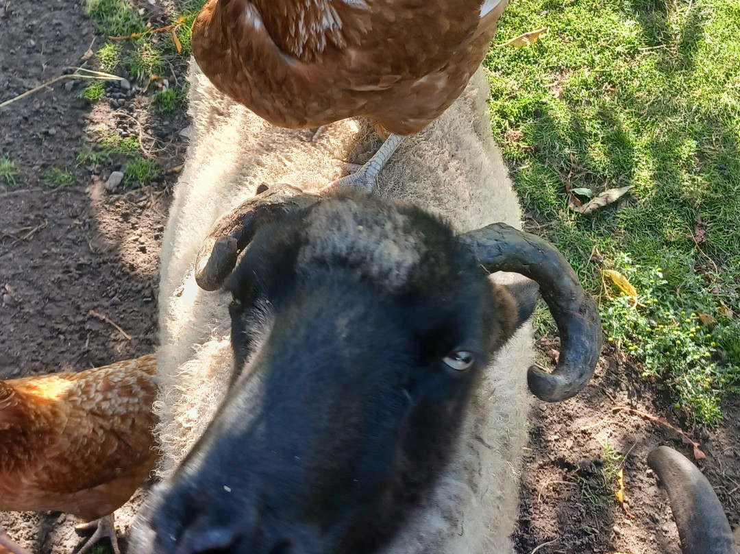 Greenslate Community Farm景点图片