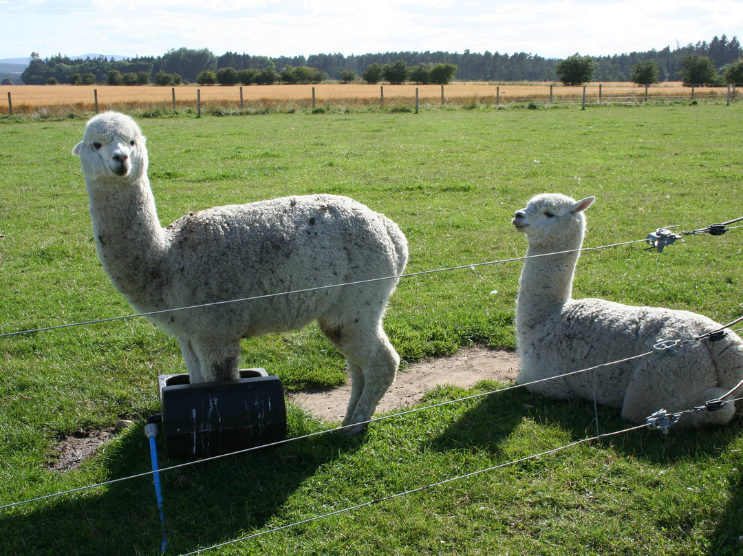 Fochabers旅游景点-Byres Farm