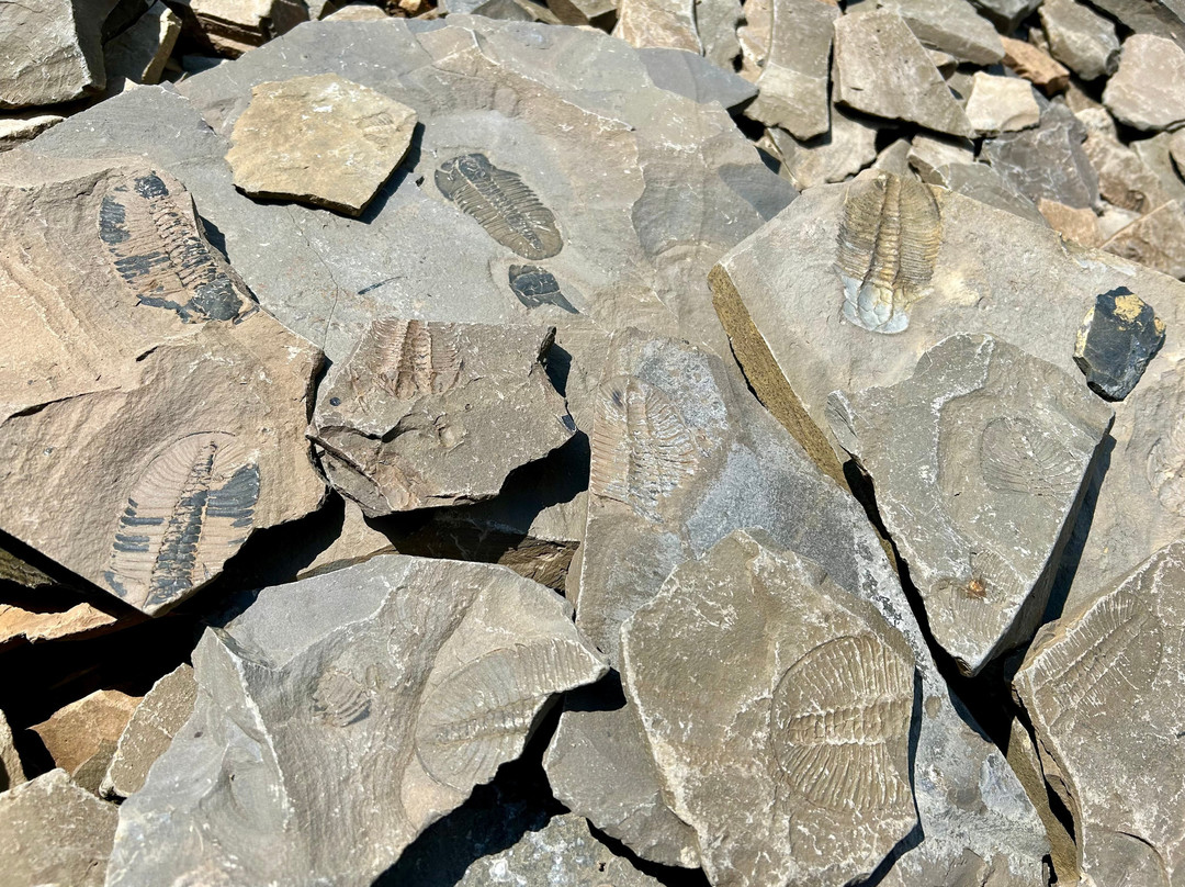 The Burgess Shale Geoscience Foundation景点图片