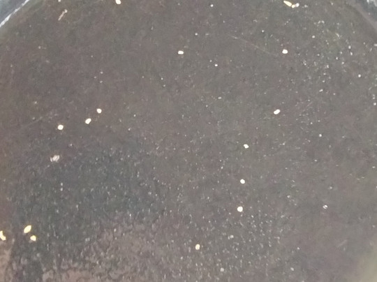 Gold Daughters Alaska-费尔班克斯必去景点