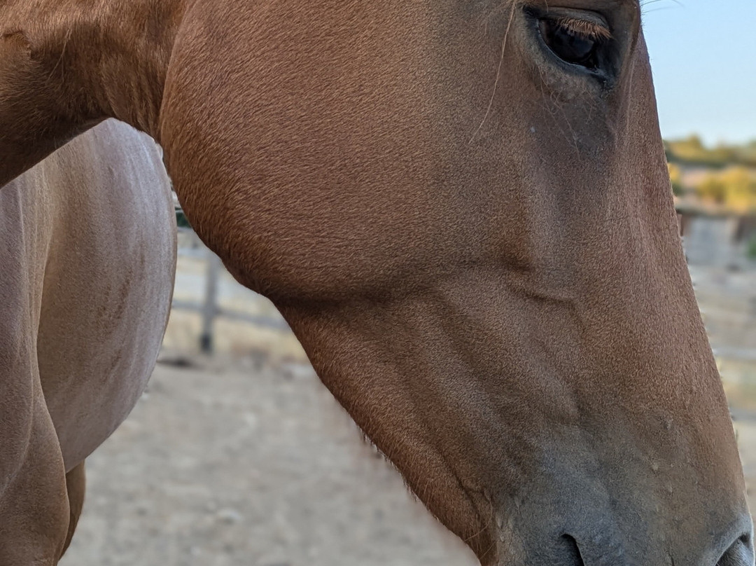 Centro Equestre Mirmex Asd-Quartucciu必去景点
