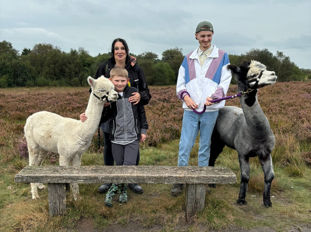 Wetley Moor Alpacas景点图片