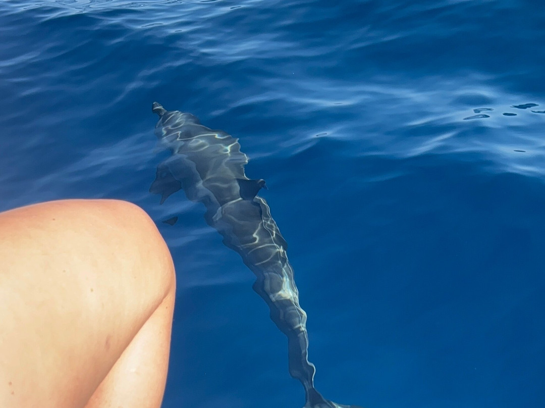 Watching Dolphin Lovina With Budi景点图片