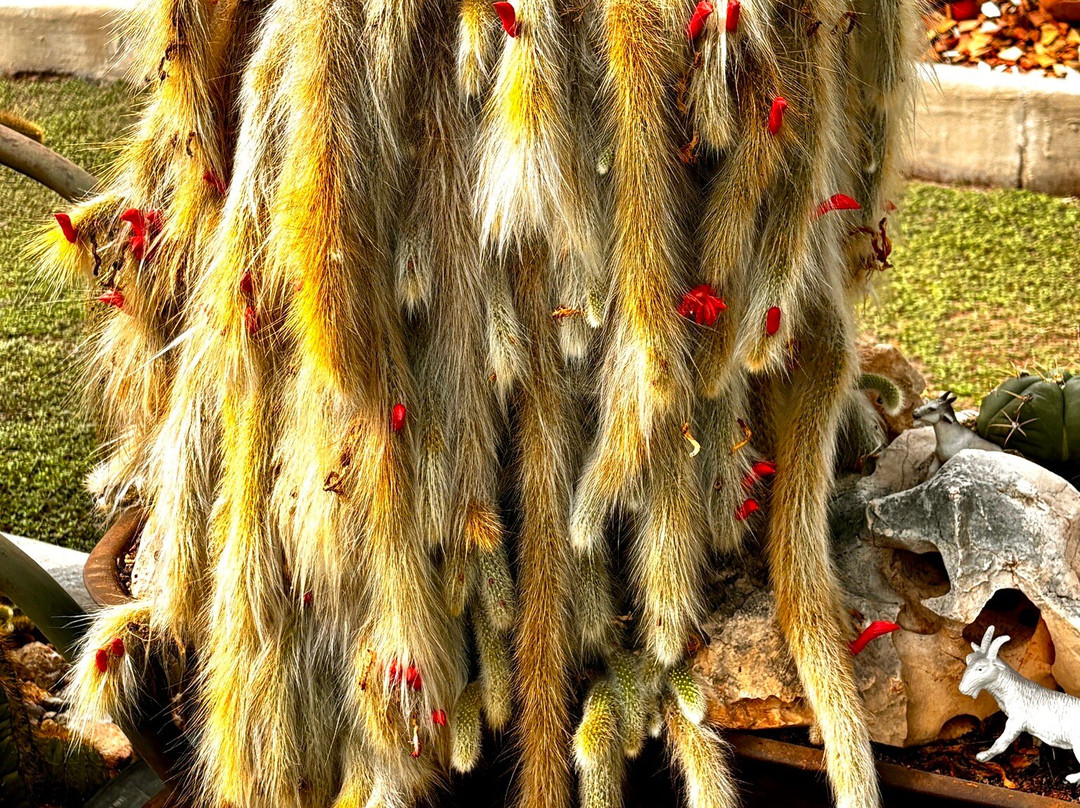 El Sueño (The Dream) Botanical Garden景点图片