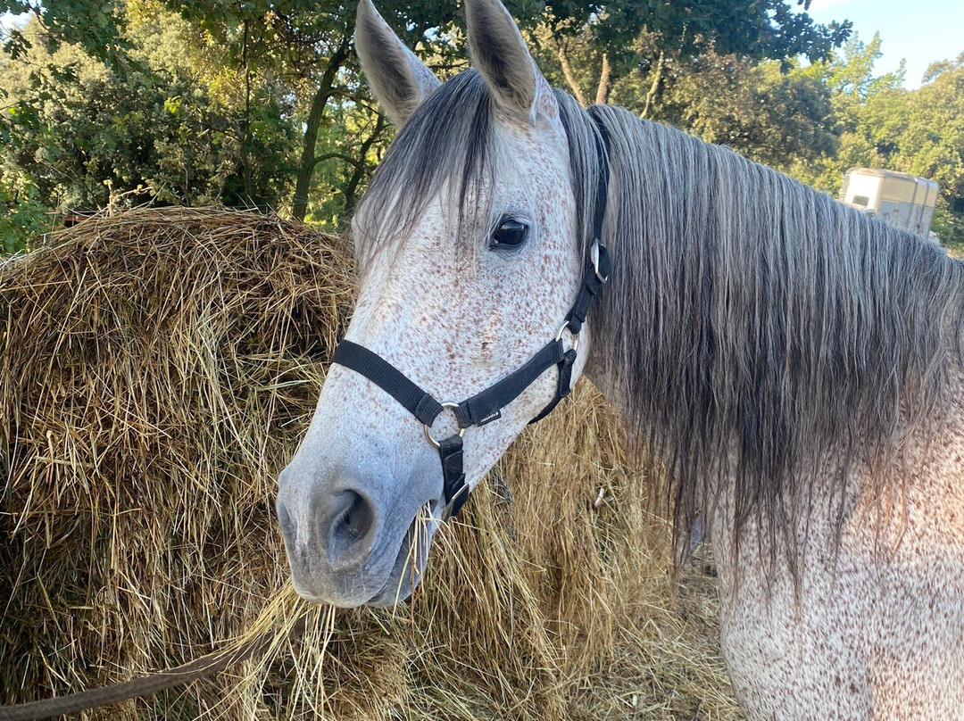 Horse Aventure-Saint-Bauzille-de-Montmel必去景点
