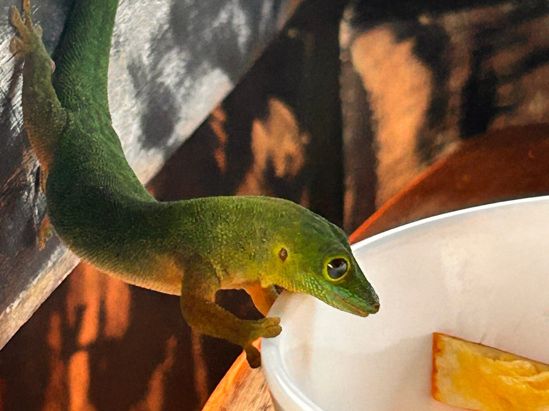 Etoile Labrine主图