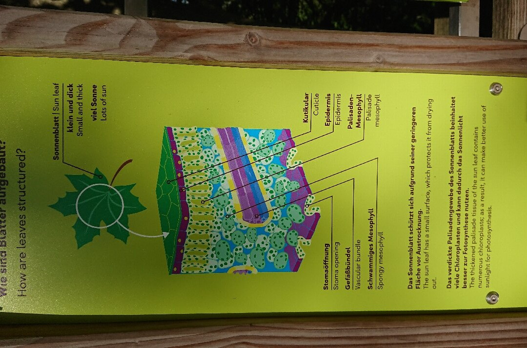 Aussichtplattform Adlerhorst - Baumwipfelpfad Rügen Naturerbezentrum Rügen景点图片