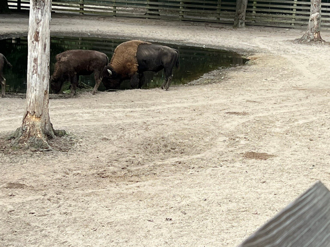 Cape May County Park & Zoo景点图片