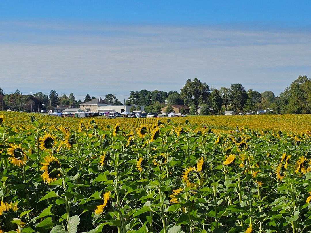 Sunflowers in Jarrettsville景点图片