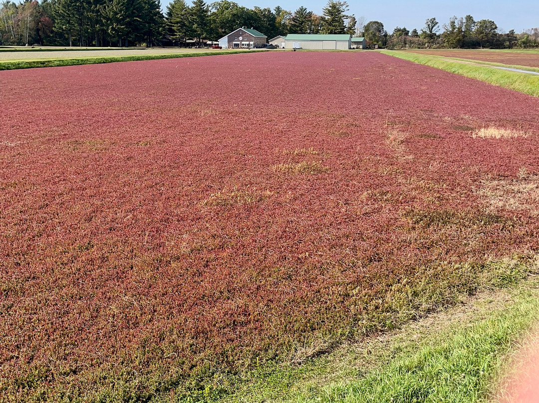 Rooted In Red Cranberry Tours in Wisconsin景点图片