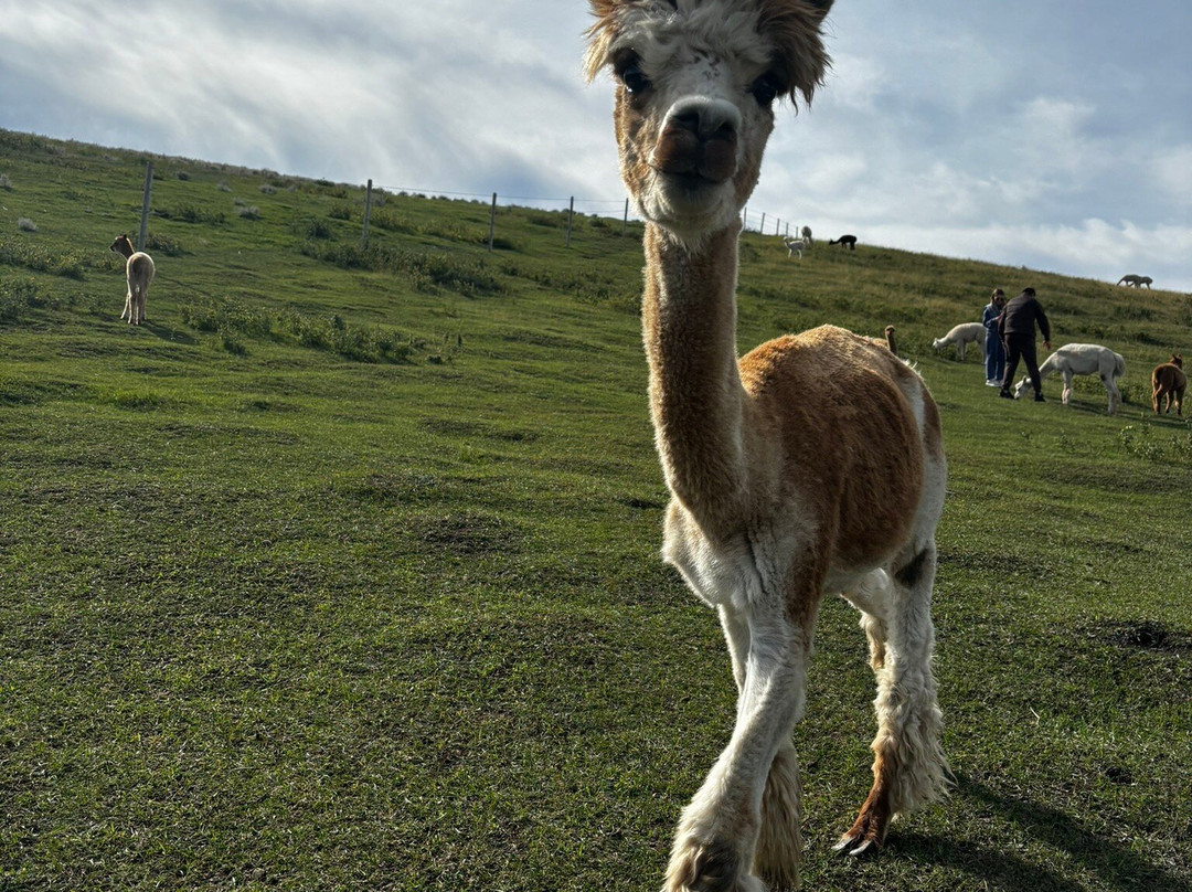 Kirks Alpaca Farm景点图片