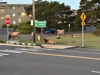 坎农比奇酒店住宿-威赛德旅馆