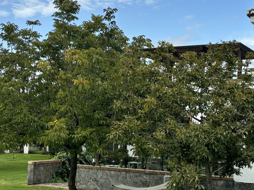Taray Botanico主图