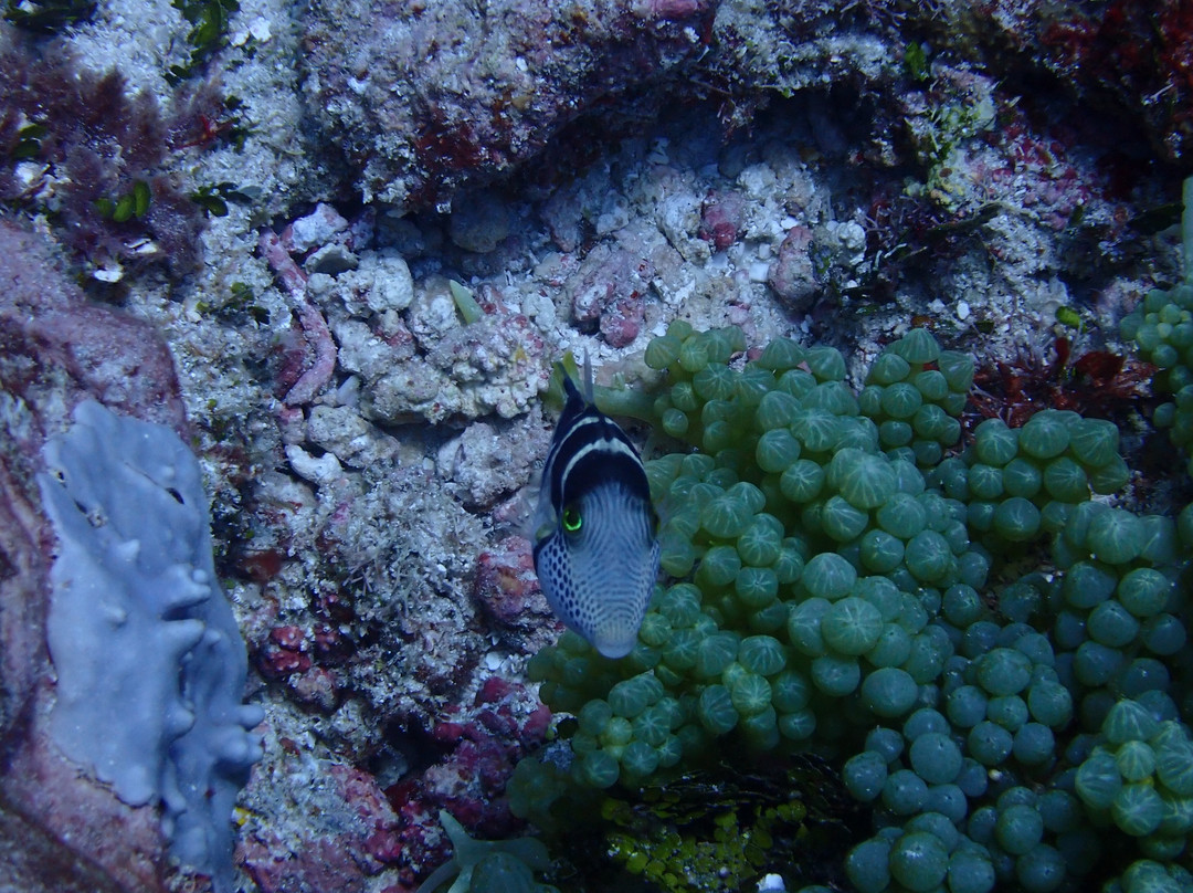 Pole Pole Divers Diving Center-江比阿尼必去景点