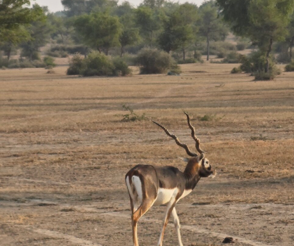 Tal Chhapar Black Buck Sanctuary-Sujangarh必去景点