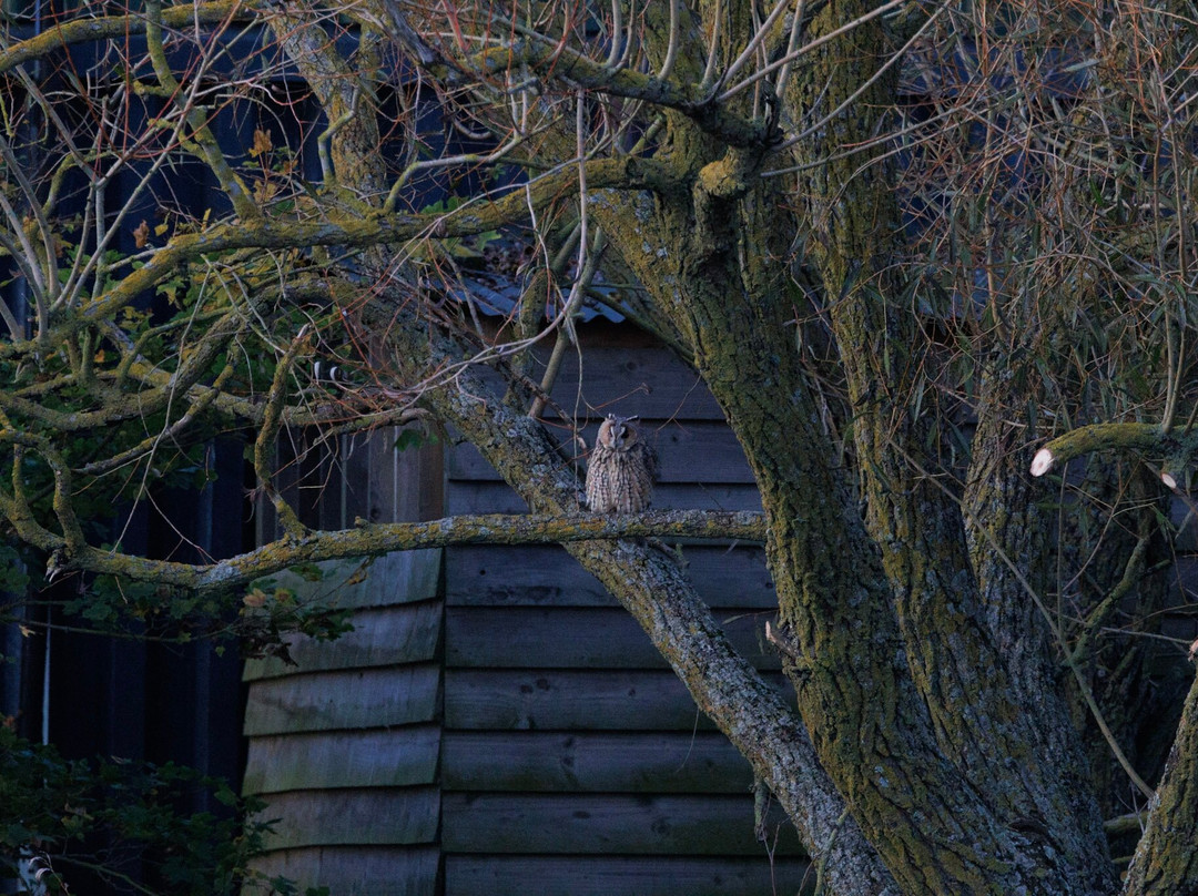 Elmley National Nature Reserve - Day Visit景点图片