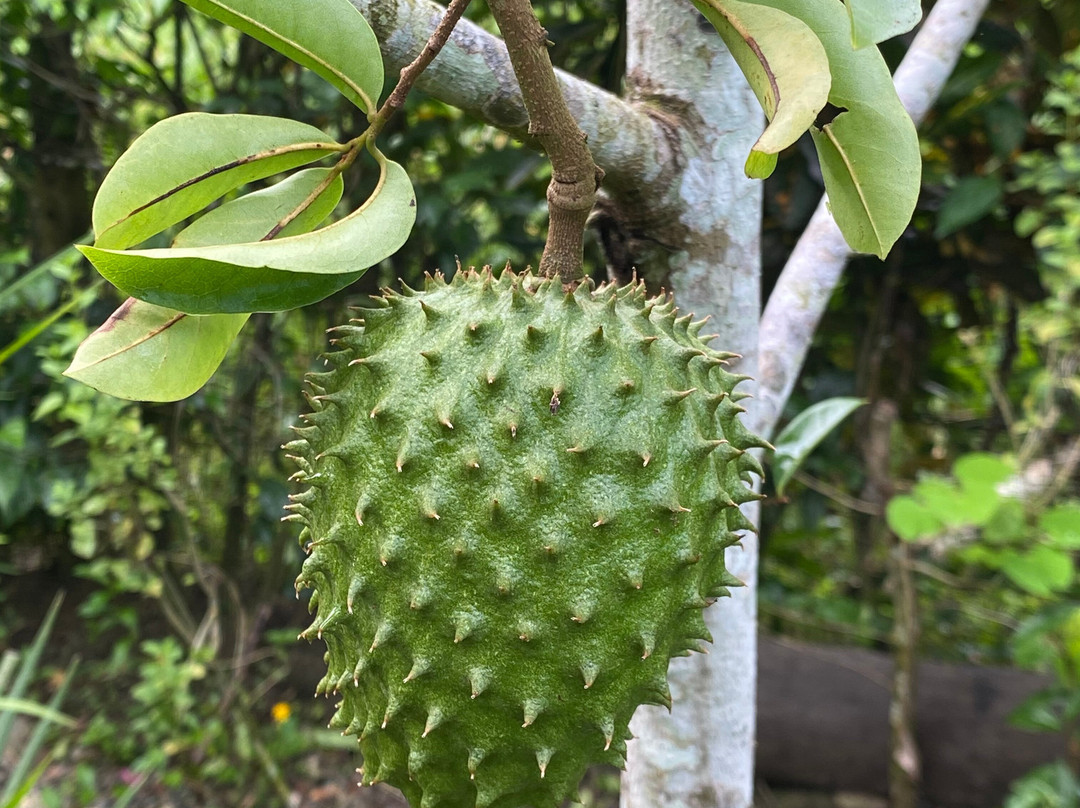 Medicinal and Edible Plant Tour-旧港必去景点