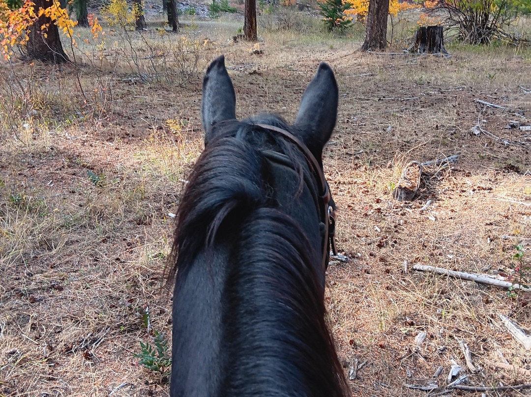 Wild At Heart Horse Rides景点图片