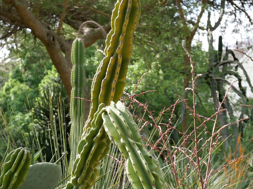 Stellenbosch University Botanical Garden-斯泰伦博斯必去景点