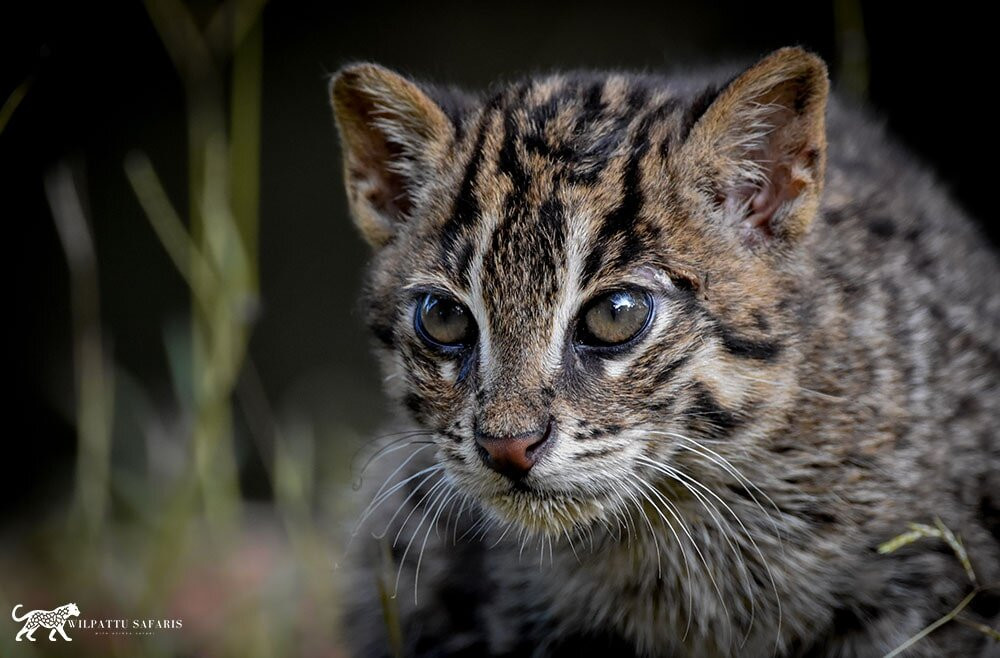 Wilpattu Safaris-Nochchiyagama必去景点