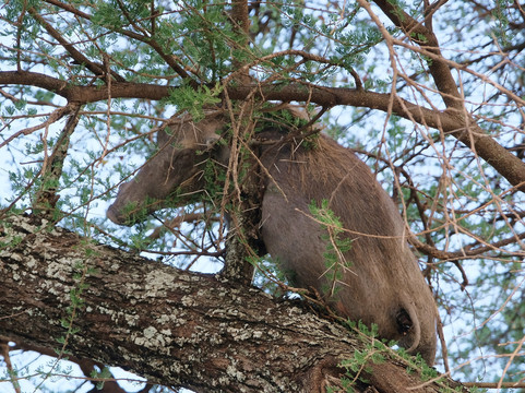 Nevis Tours And Safaris-桑给巴尔市必去景点