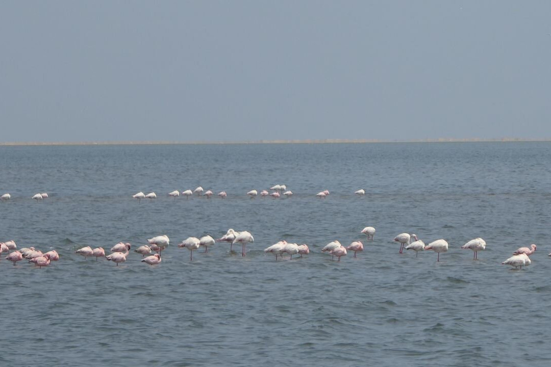 Flamingo lagoon-华维斯湾必去景点