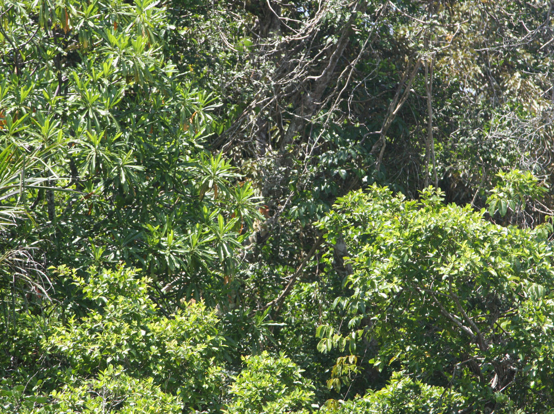 克里亚斯湿地-沙巴必去景点