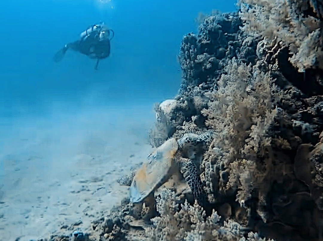 Pharaoh Dive Club-艾尔可西利亚必去景点