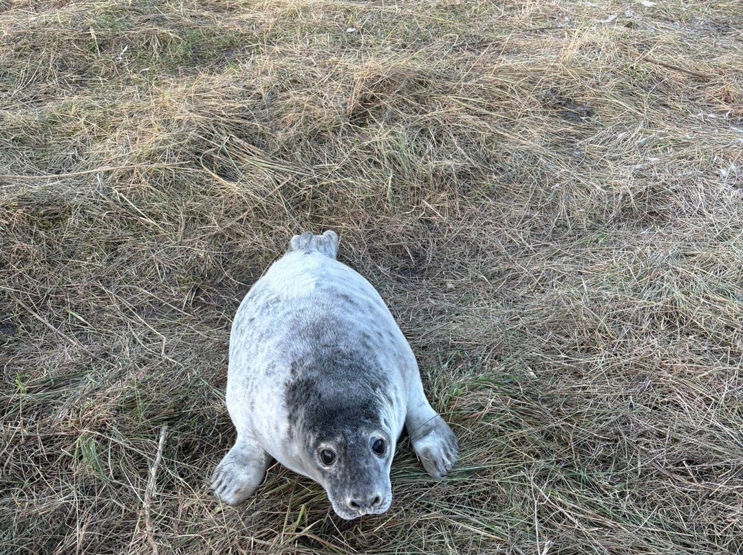 Donna Nook Nature Reserve景点图片