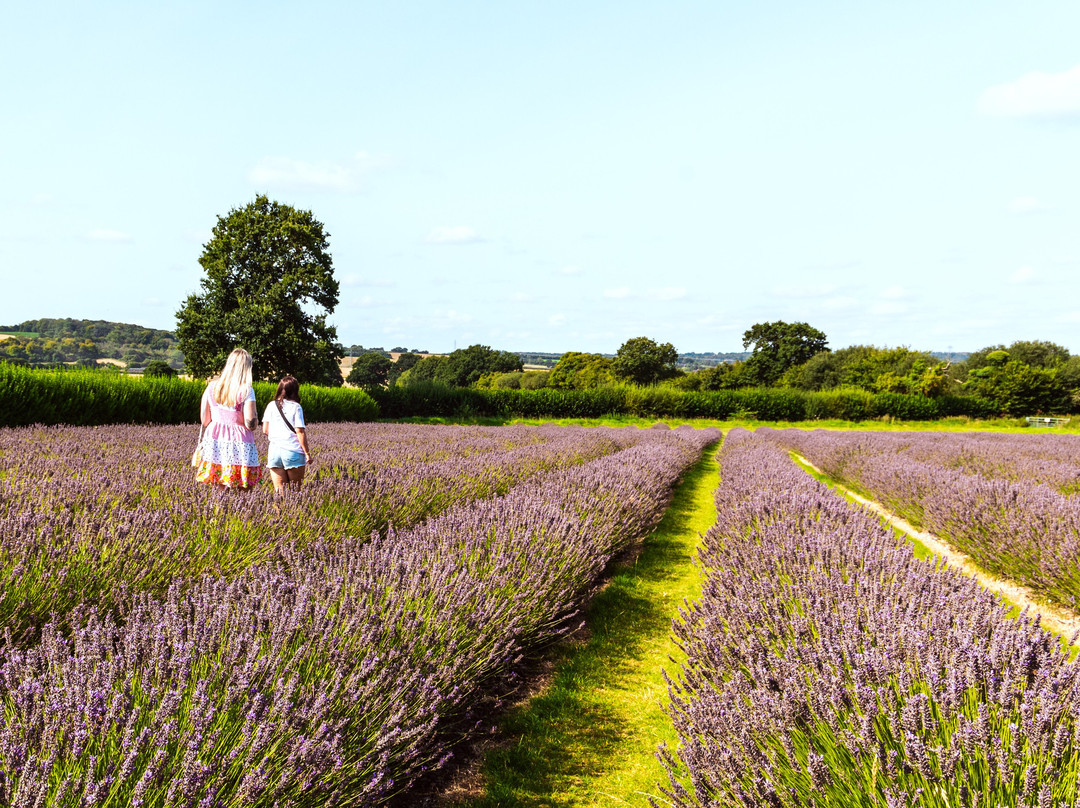 Lavender Fields-Alton必去景点
