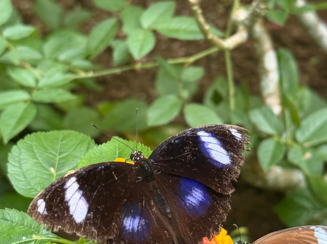 Siquijor Butterfly Sanctuary景点图片