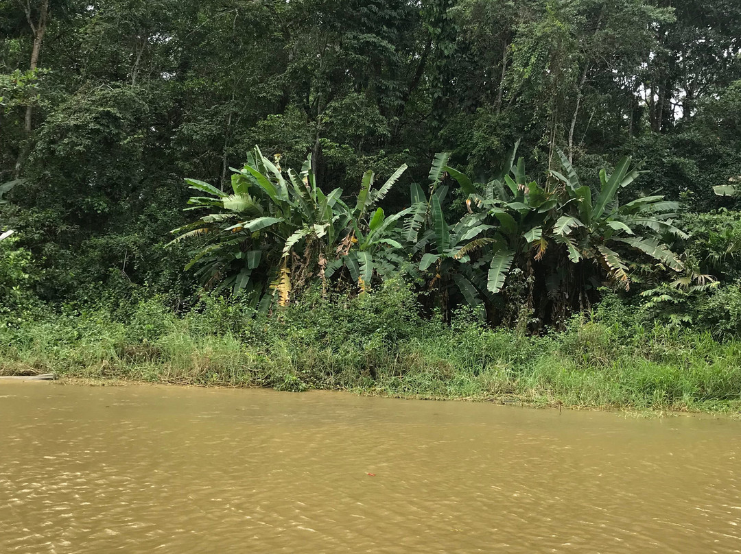 Tortuguero Canal景点图片