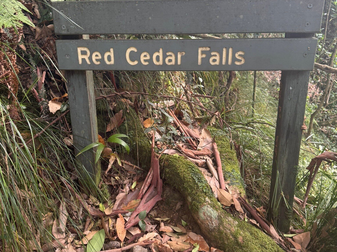 Red Cedar Falls Walk-Dorrigo必去景点