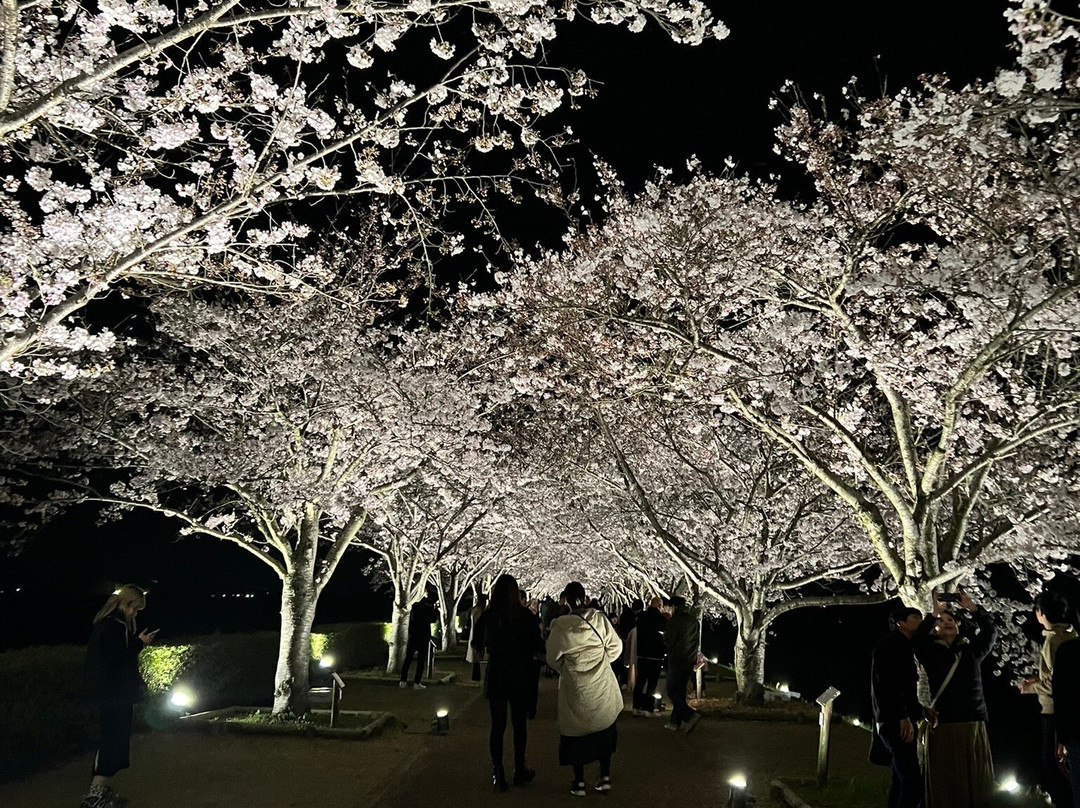 Ono Cherry Blossom Corridor-小野市必去景点
