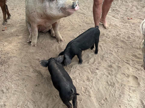 JetWavz-拿骚必去景点