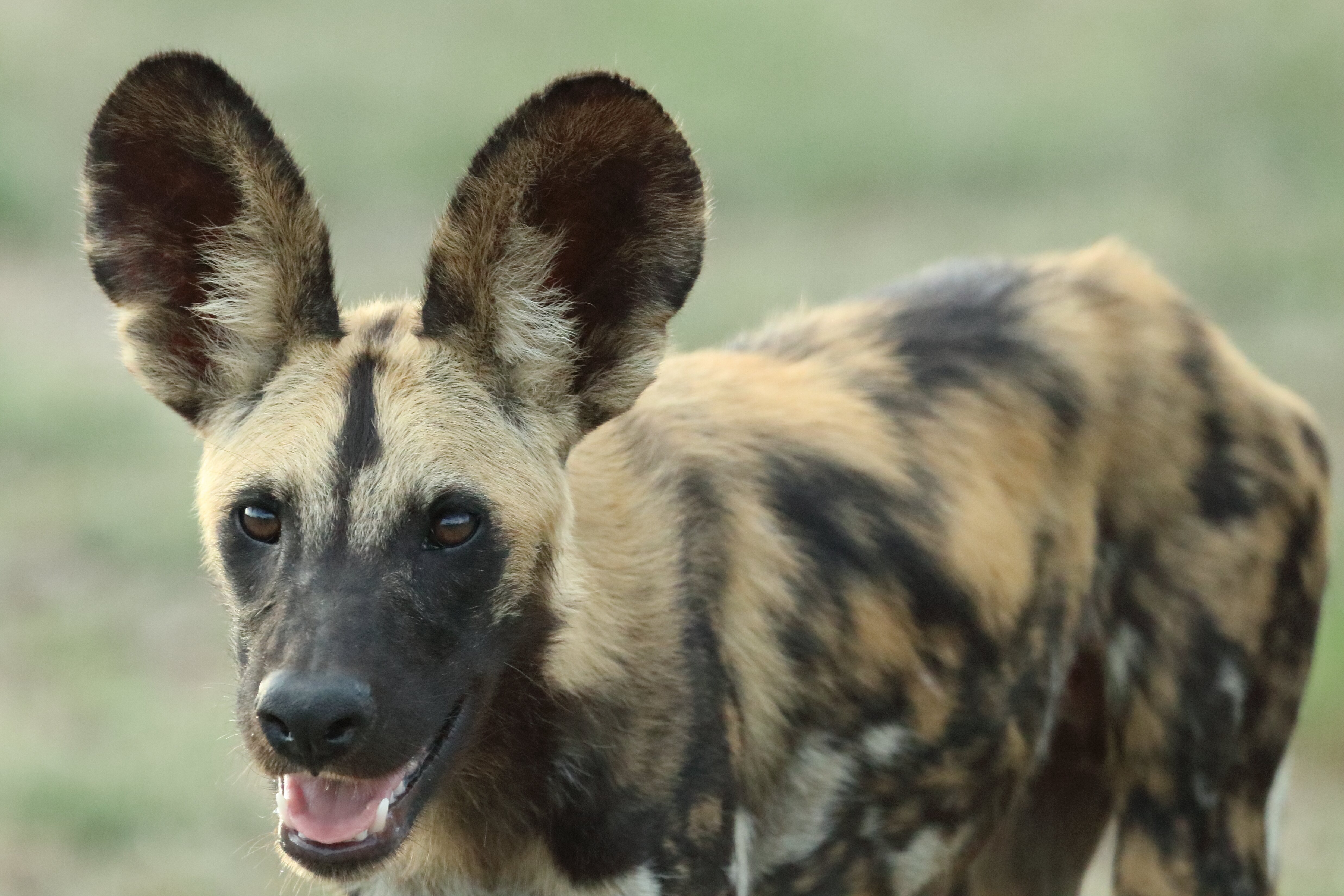 Selous Impala Camp-浴室