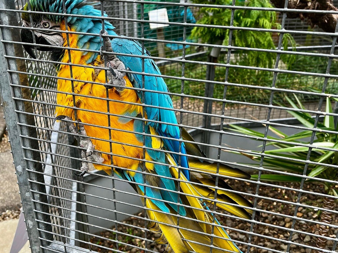 The Parrot Place景点图片