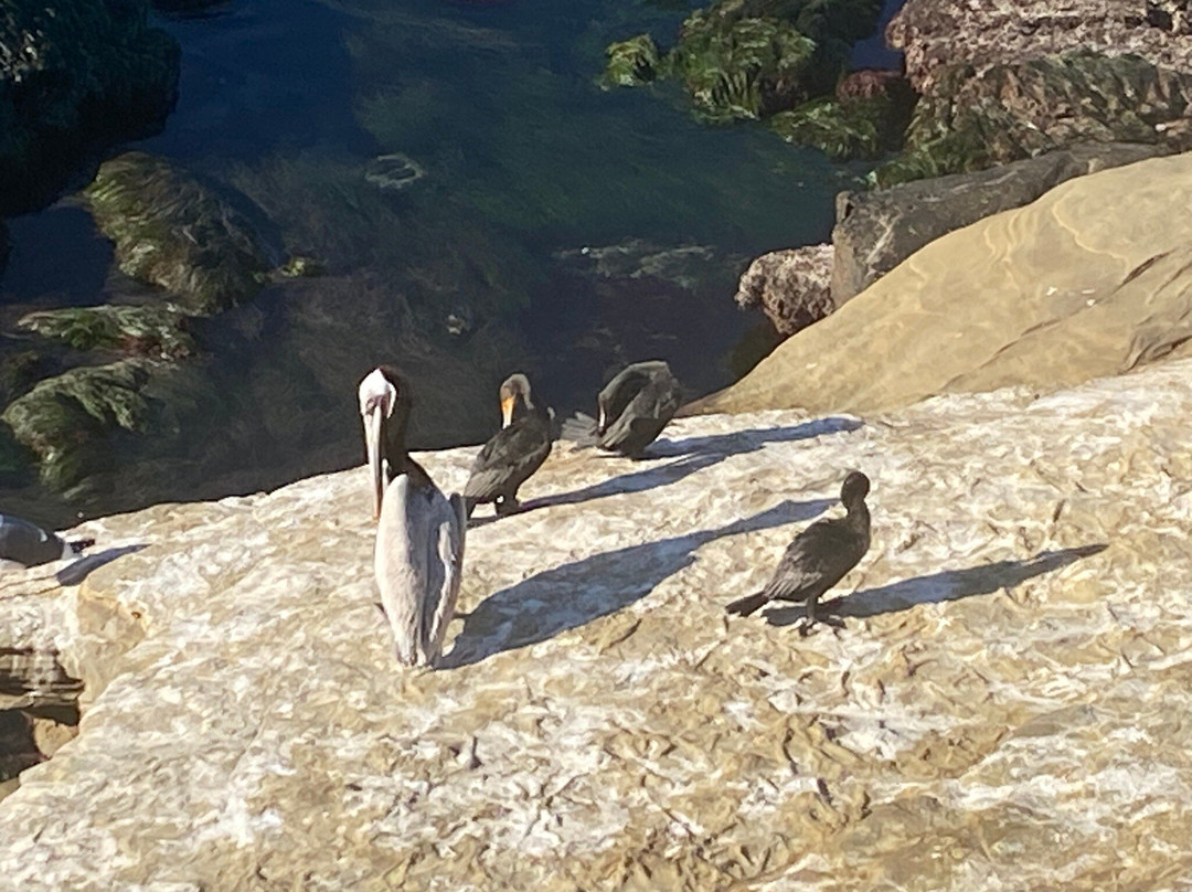 Coast Boulevard Park-拉荷亚必去景点