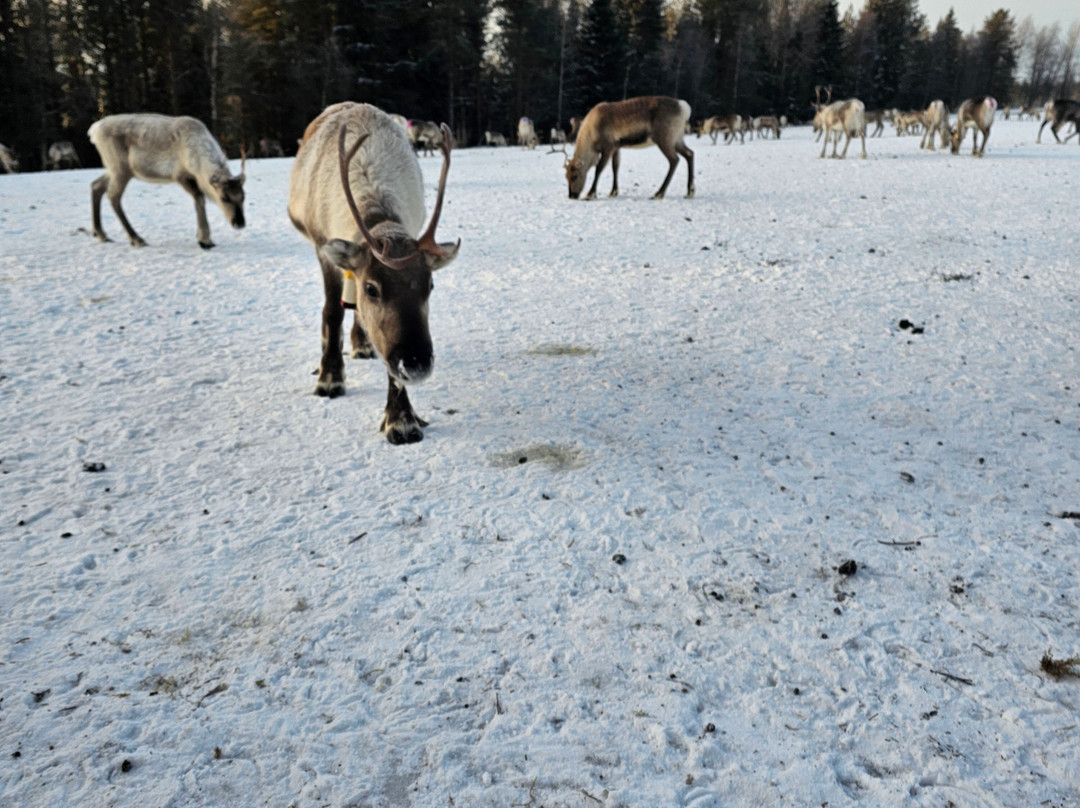 Kujala Reindeer Farm-库萨莫必去景点