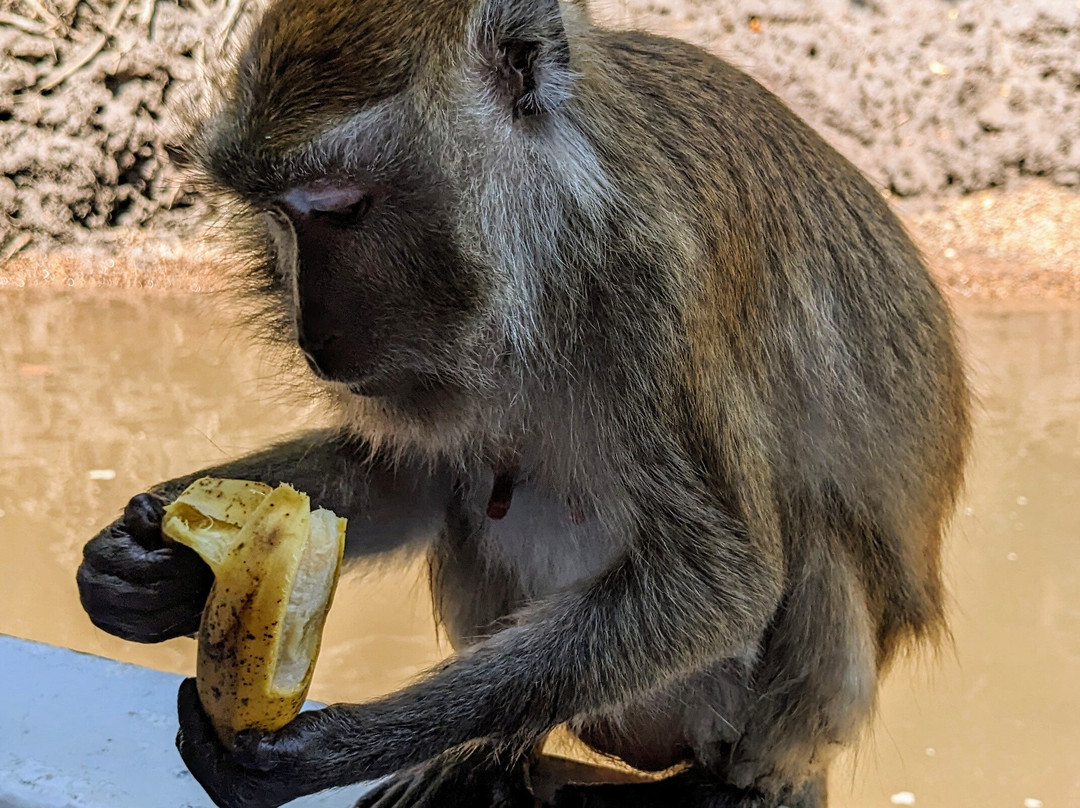 兰卡威巴德红树林之旅景点图片