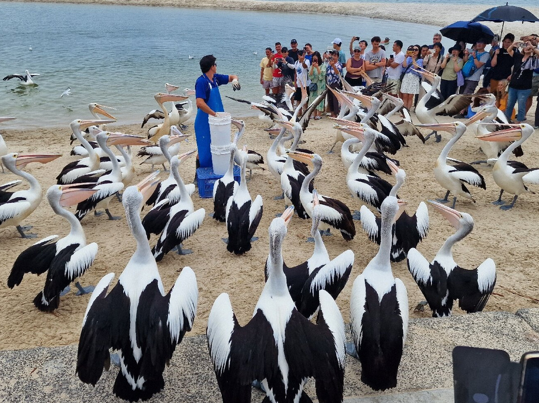Pelican Feeding-拉布拉多必去景点