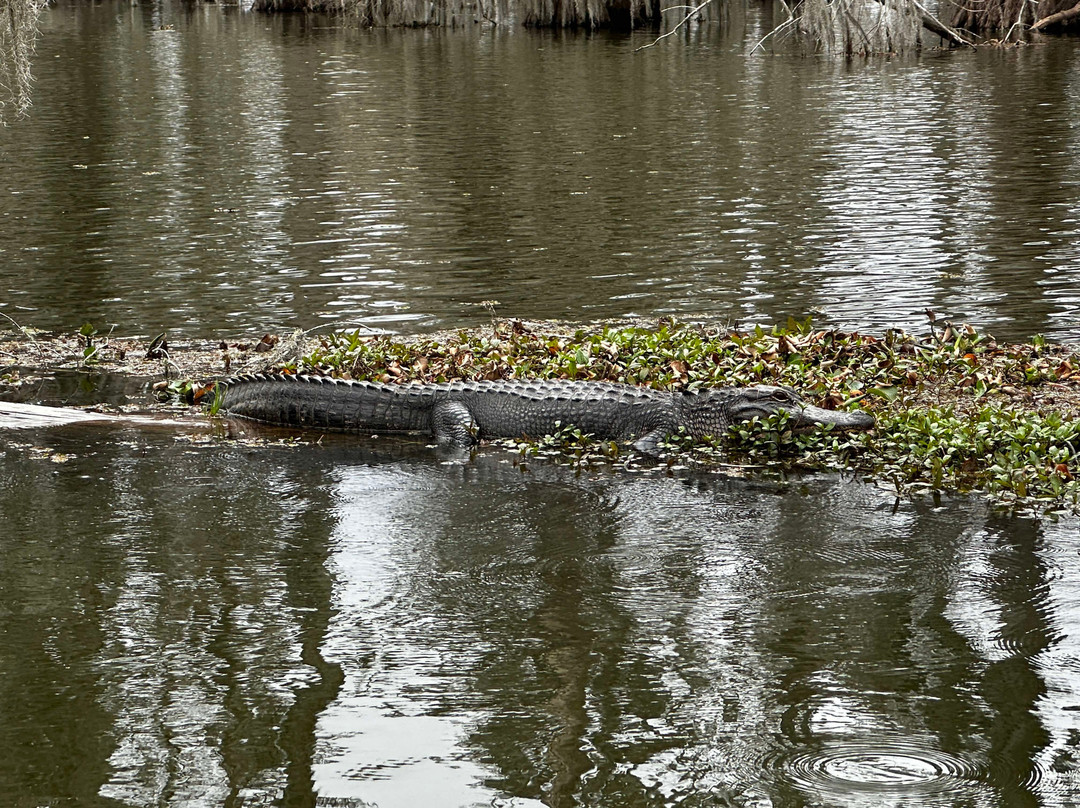 Louisiana Swamp Tours景点图片