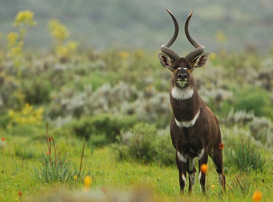 Bale Mountains National Park-亚的斯亚贝巴必去景点