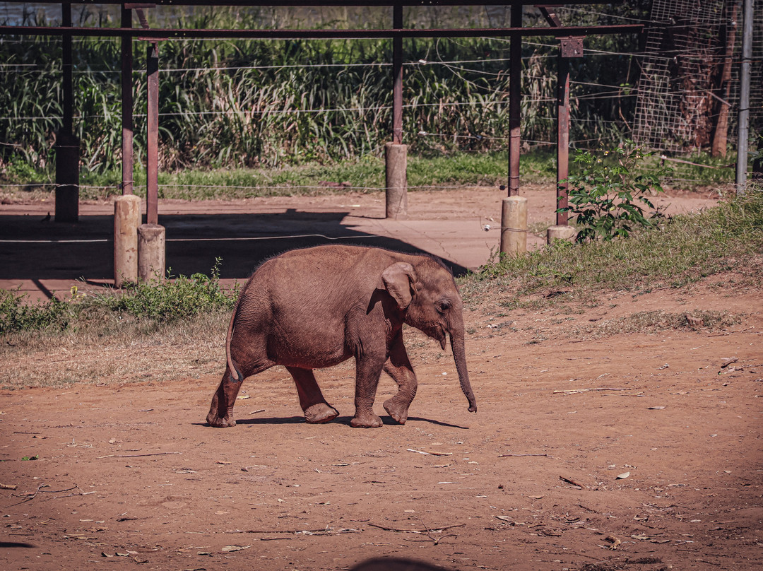 Udawalawe National Park Safari-乌达瓦拉瓦必去景点