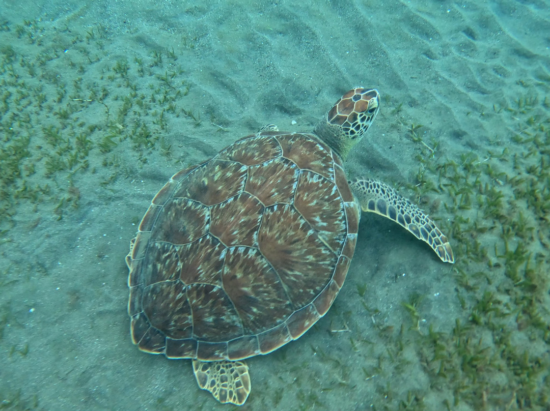 Plage de Malendure-Bouillante必去景点
