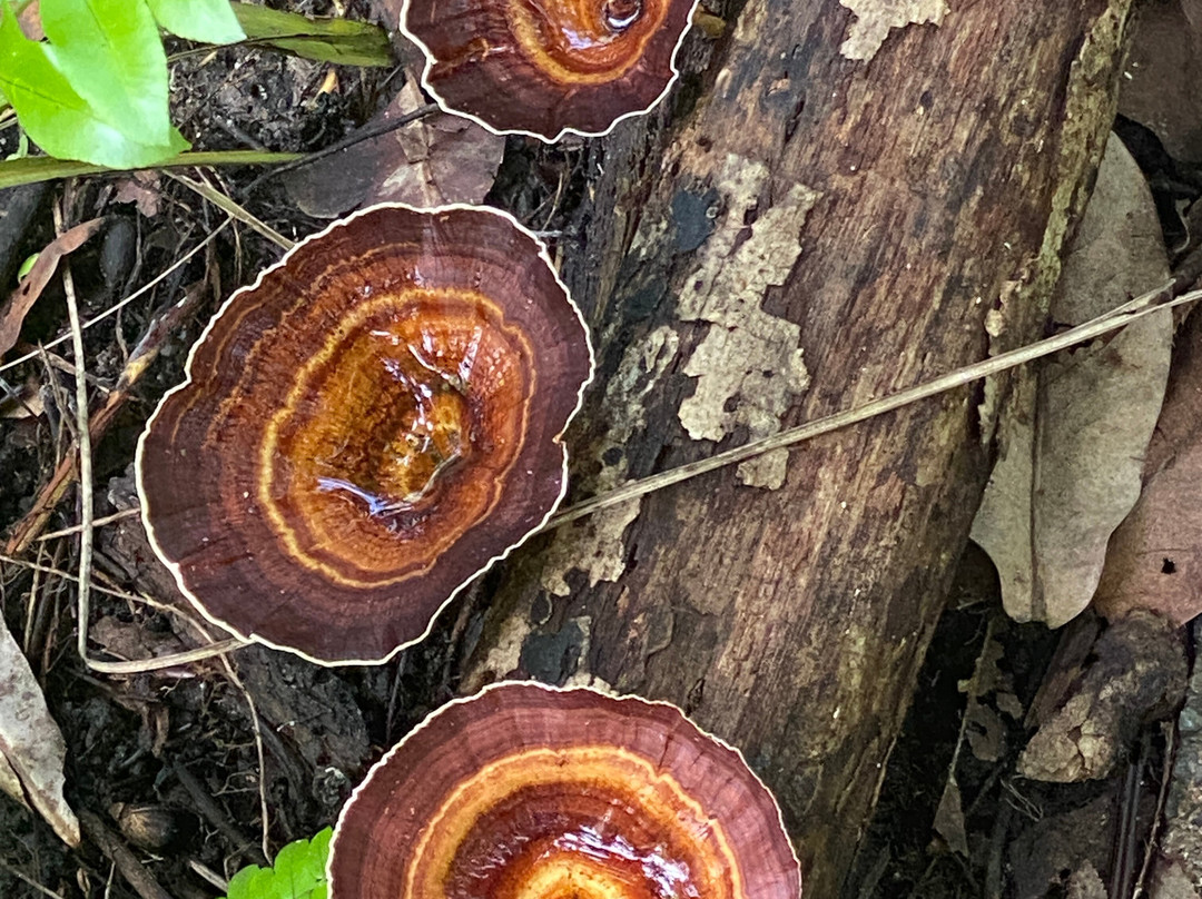 Litchfield National Park-达尔文市必去景点