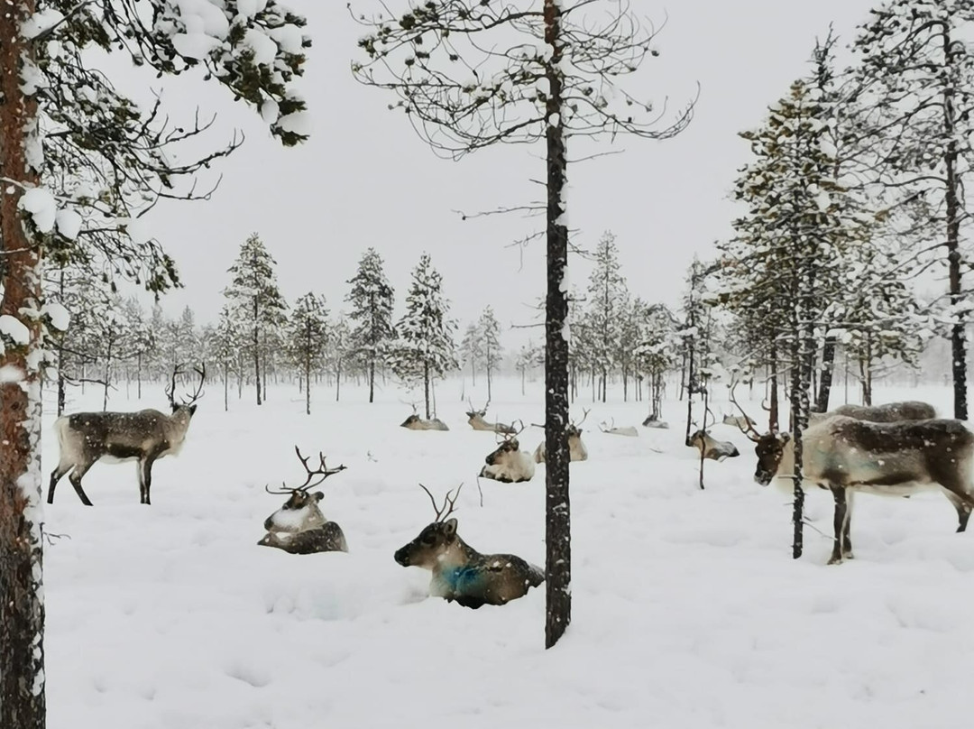 LIVING WITH REINDEER TOURS-Sodankyla必去景点
