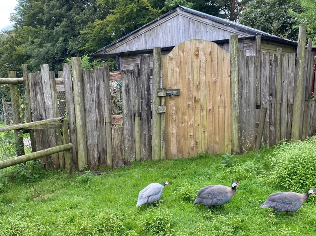 Dartmoor Zoological Society景点图片