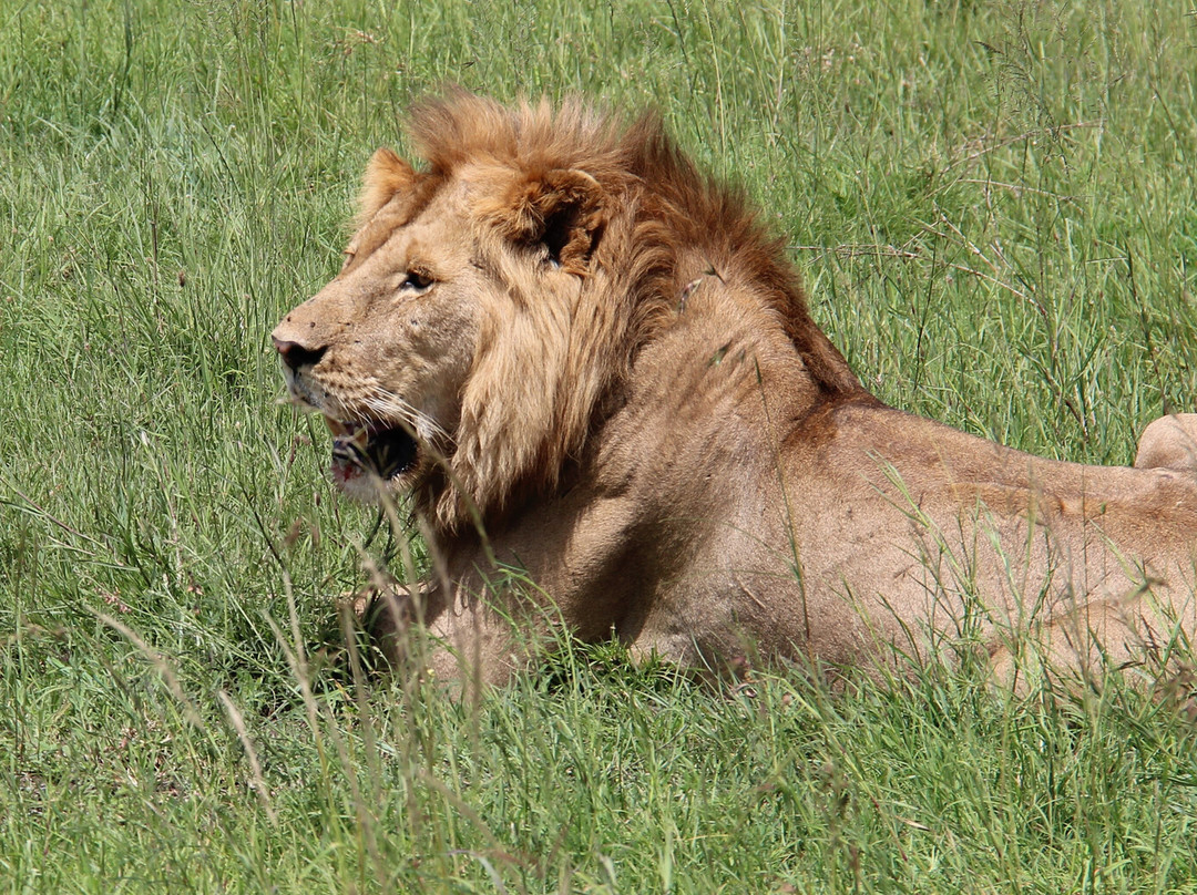 Objectif Tanzania-阿鲁沙必去景点